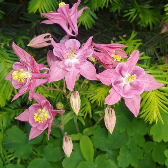 ๐ป๐Michelle๐๐ป - Picture 3 of 8